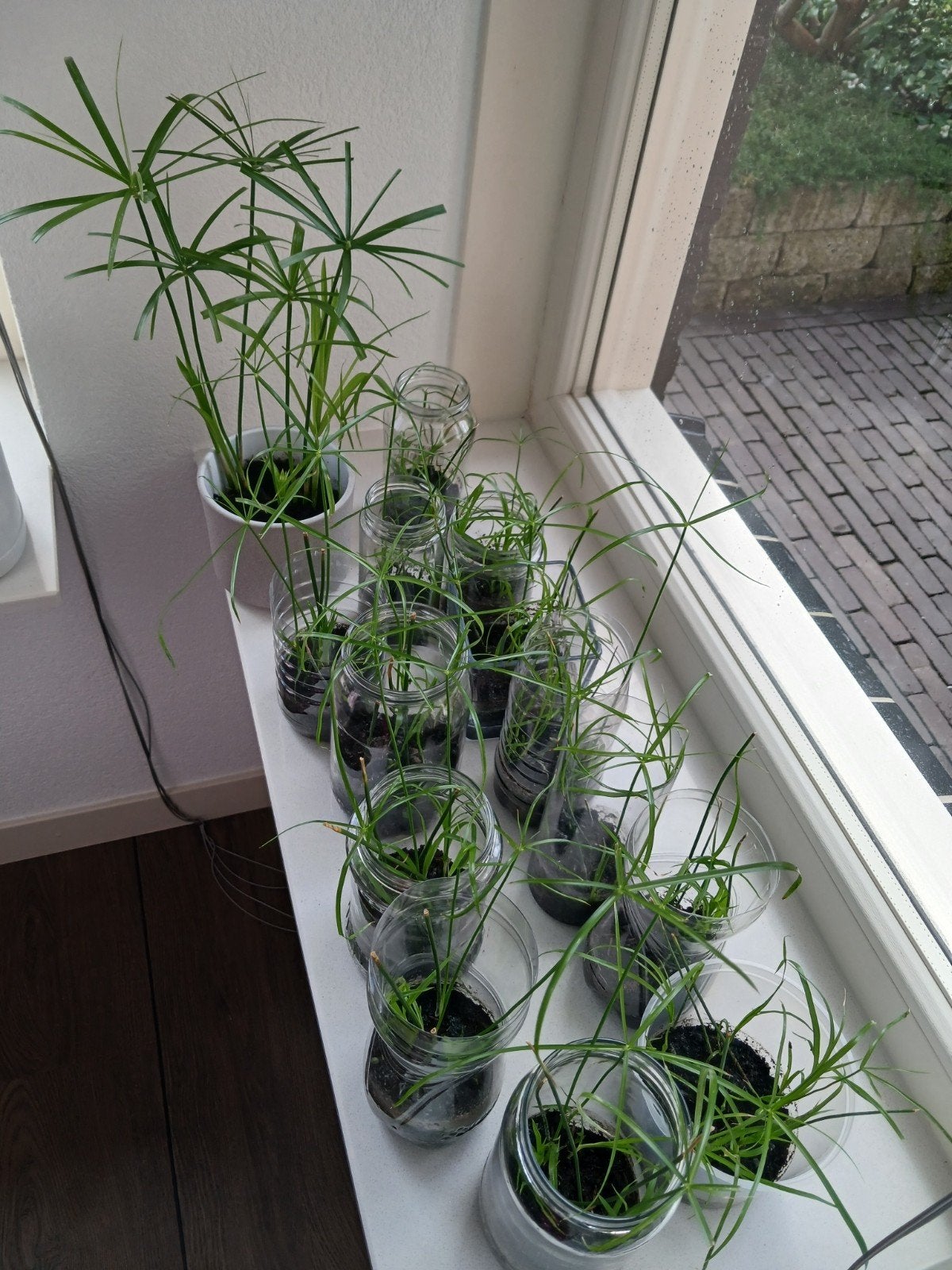 Parapluplant jonge planten en stekjes, Ophalen of Verzenden, Halfschaduw, Minder dan 100 cm
