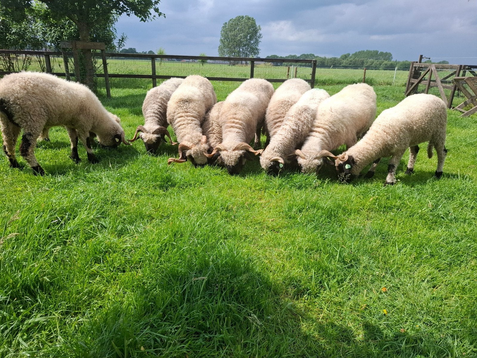 Waliser Schwarznase schapen, Dieren en Toebehoren, Schapen, Geiten en Varkens, Vrouwelijk, Schaap