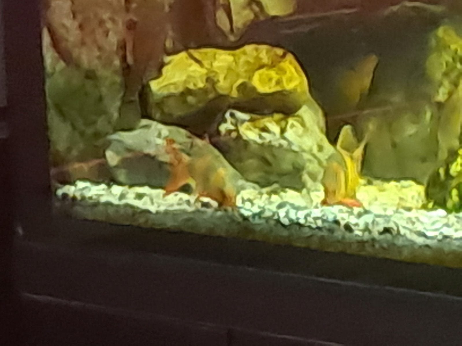 Te koop: Aquarium met vissen en toebehoren.4, Dieren en Toebehoren, Vissen | Aquaria en Toebehoren, Ophalen of Verzenden, Gebruikt