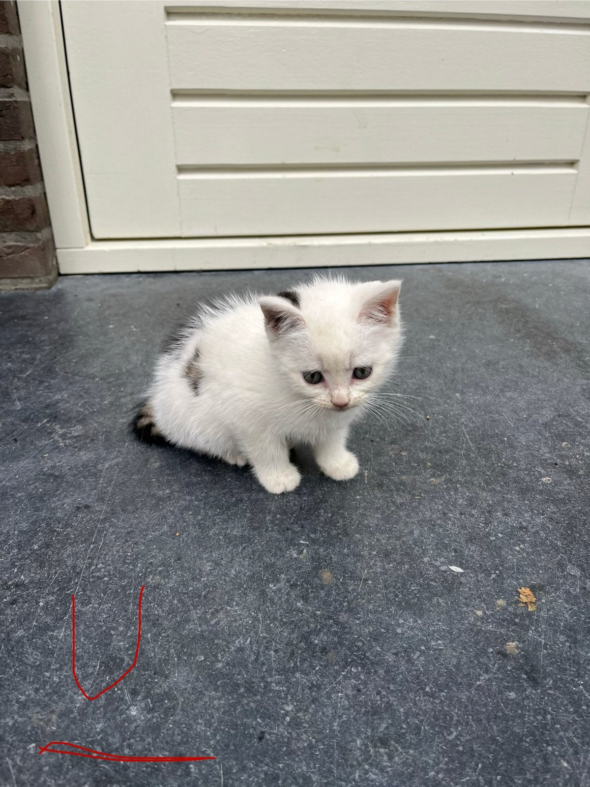 Kittens tekoop, Meerdere dieren, Gechipt, 0 tot 2 jaar