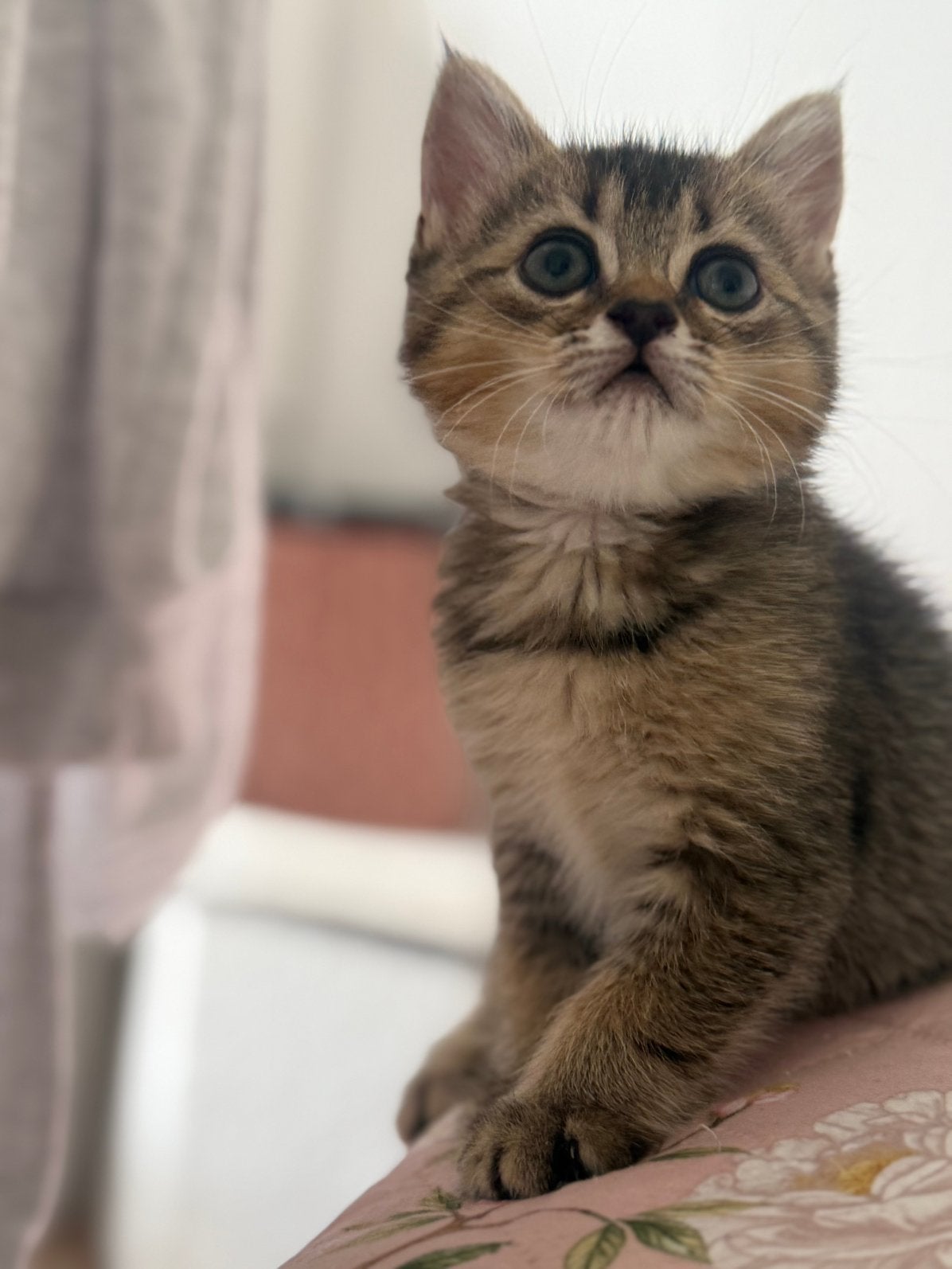 Laatste britse golden shaded kitten poesje, Dieren en Toebehoren, Katten en Kittens | Raskatten | Korthaar, Meerdere dieren, Met stamboom