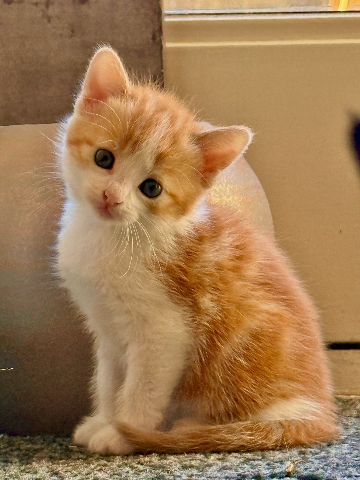 Sociale kittens, Meerdere dieren, Kortharig, 0 tot 2 jaar