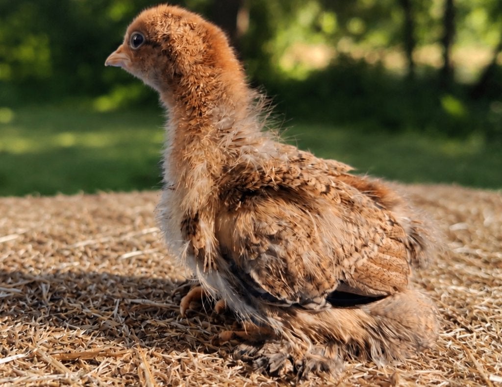 🐣 Brahma meerzomig goudpatrijs | Kriel | Kuikens, Dieren en Toebehoren, Vrouwelijk, Kip