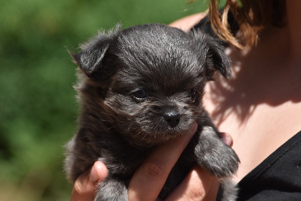 FCI stamboom langharige chichuahuapuppies, België, 8 tot 15 weken, Parvo, Meerdere