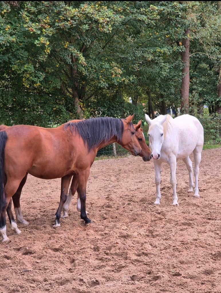 Rustige pensioenplek aan huis aangeboden, Dieren en Toebehoren