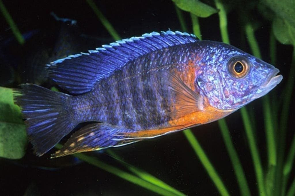 Kleurige actieve vissen? malawi cichlide, prachtig op kleur, Dieren en Toebehoren, Vissen | Aquariumvissen, Vis, Zoetwatervis