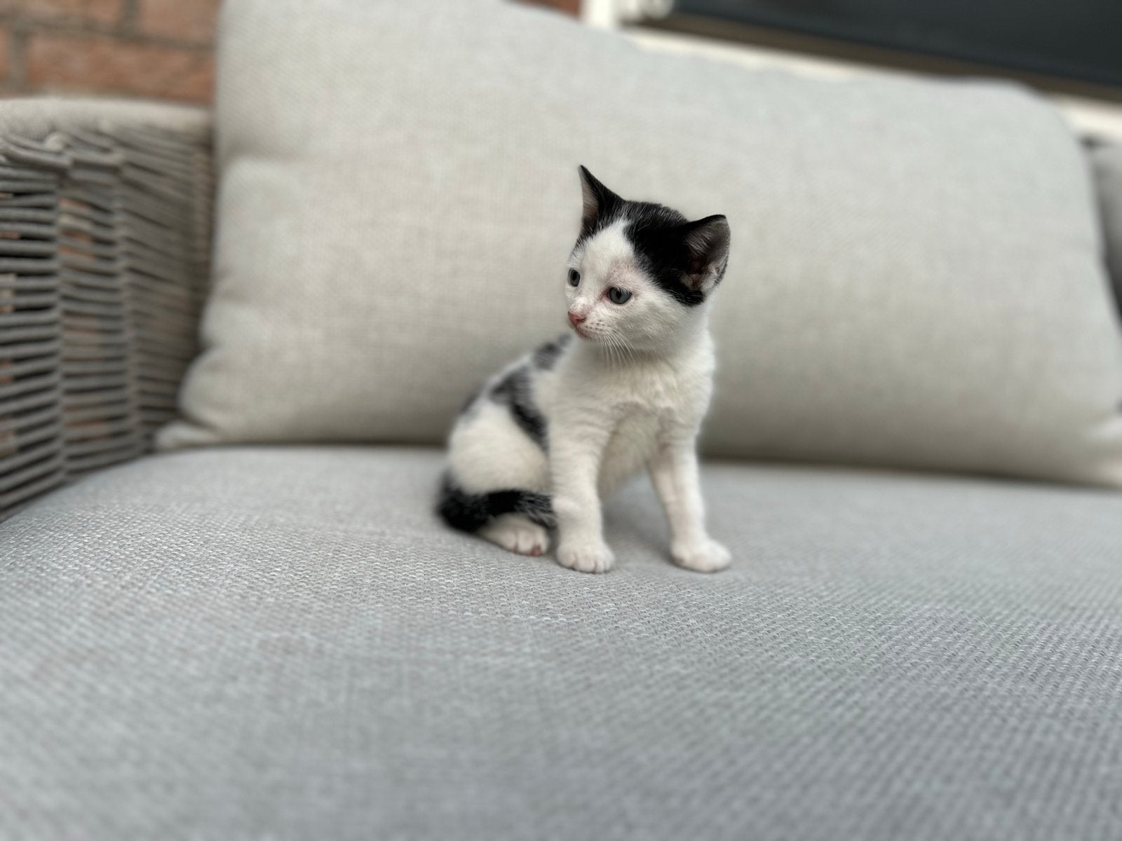 Nog 3 super lieve kittens te koop, ze mogen nu gelijk mee!!, Dieren en Toebehoren