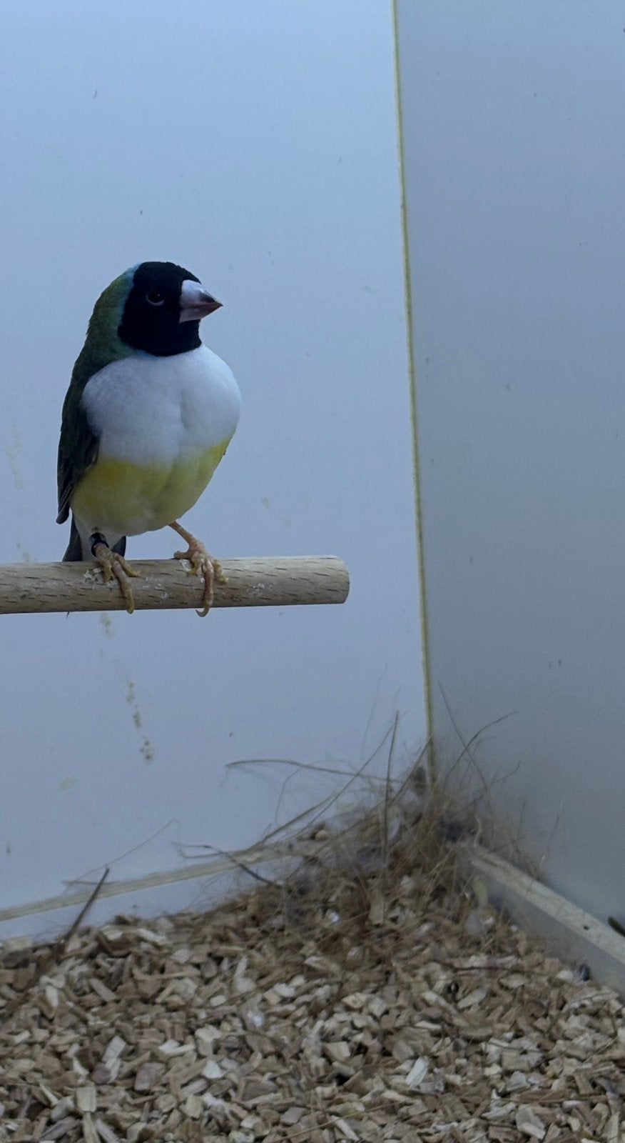 Mooie Zwartkop witborst gouldamadine te koop, Mannelijk, Tropenvogel, Geringd