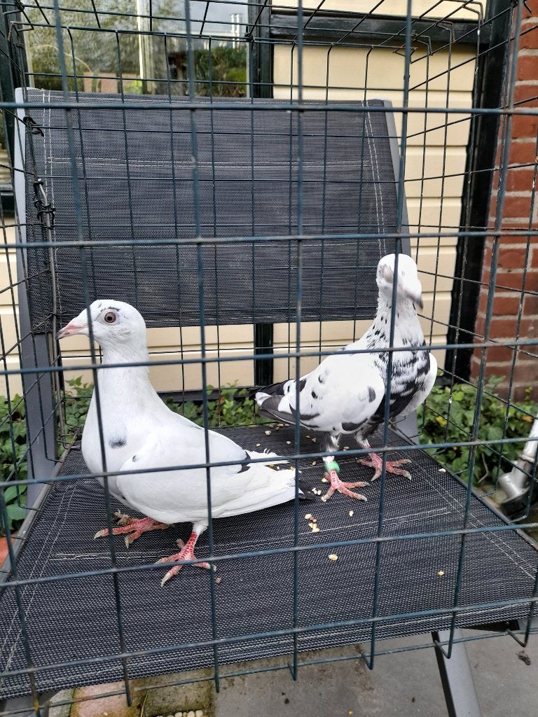 Kleurpostduiven, Meerdere dieren, Postduif