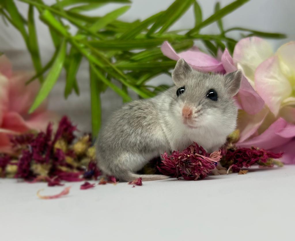 Chinese dwerghamster, Dieren en Toebehoren, Knaagdieren, Hamster, Vrouwelijk, Mei, Tam