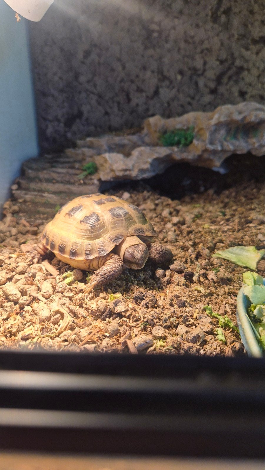 russische vierteen schildpadden, Dieren en Toebehoren, Schildpad, Met terrarium, 3 tot 6 jaar
