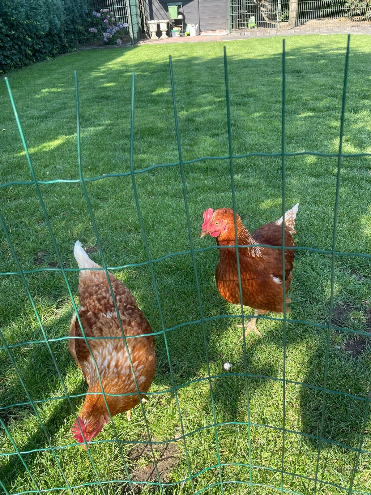 Leg kippen, Dieren en Toebehoren, Vrouwelijk, Kip