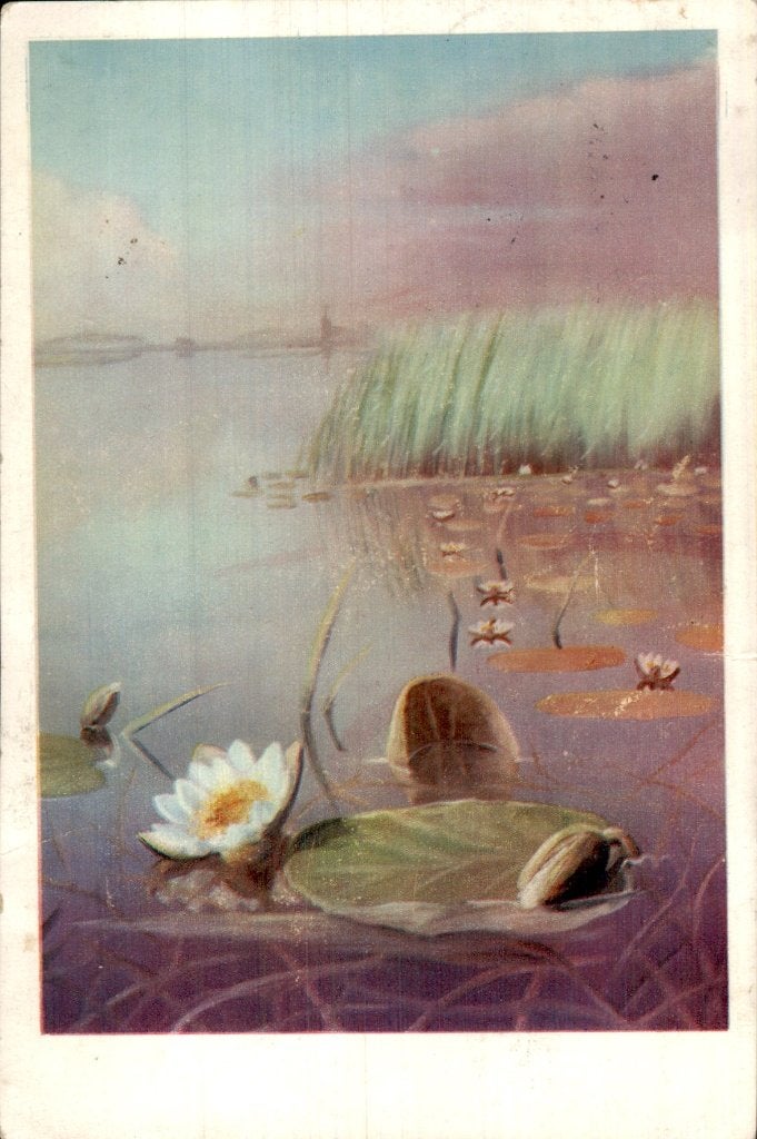 Loosdrechtse Plassen - Waterplanten - Waterlelie, Ophalen of Verzenden, 1940 tot 1960, Gelopen, Noord-Holland