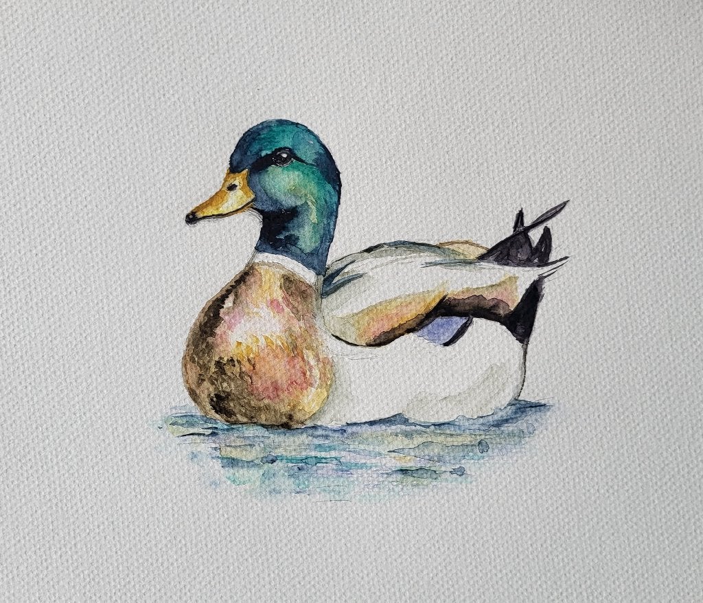 Aquarel wilde eend - eigen werk - ingelijst 20x20cm, Ophalen of Verzenden