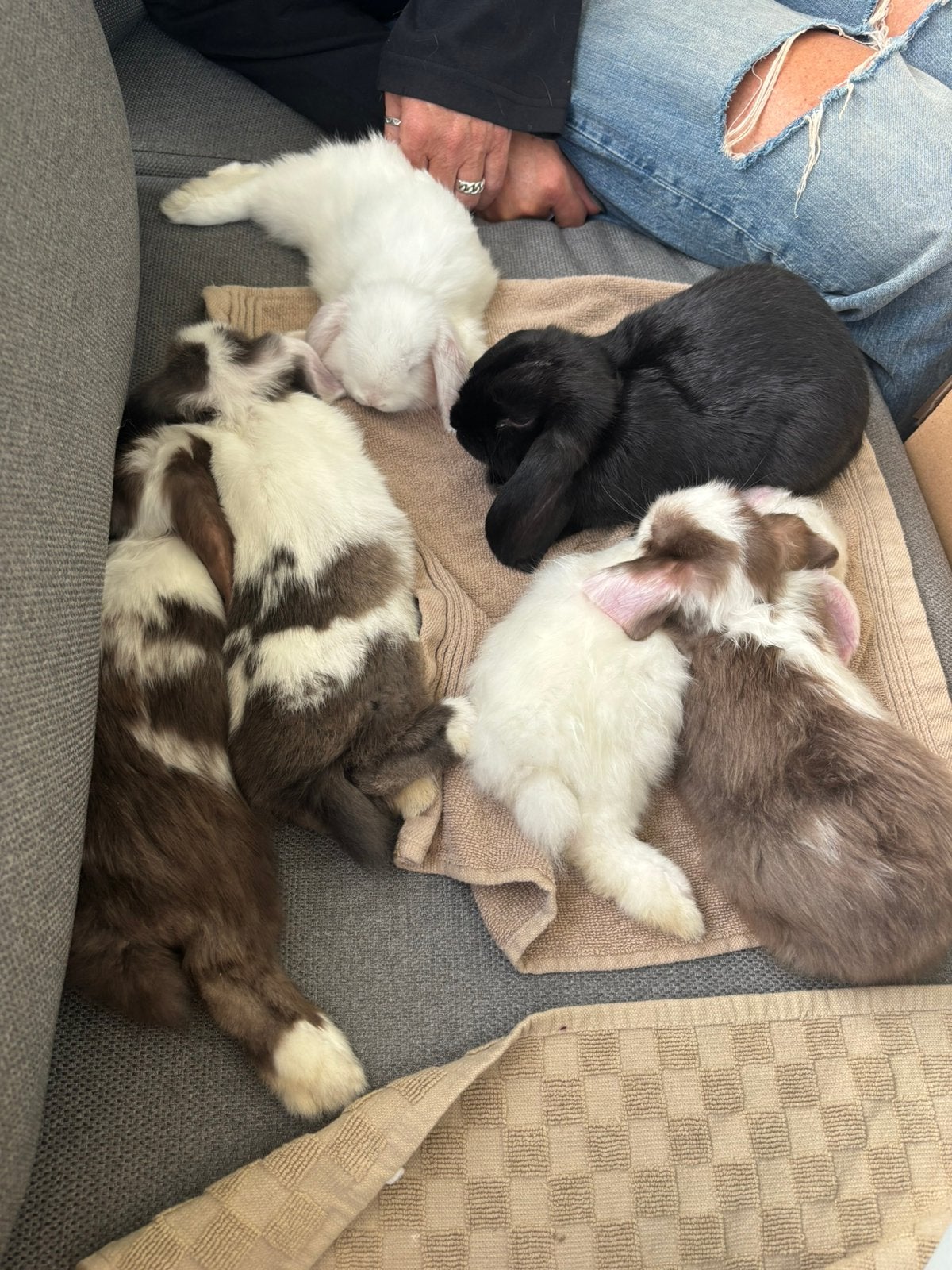 Dwerg Hangoor x Mini Lop, Dieren en Toebehoren, Meerdere dieren, Hangoor, 0 tot 2 jaar