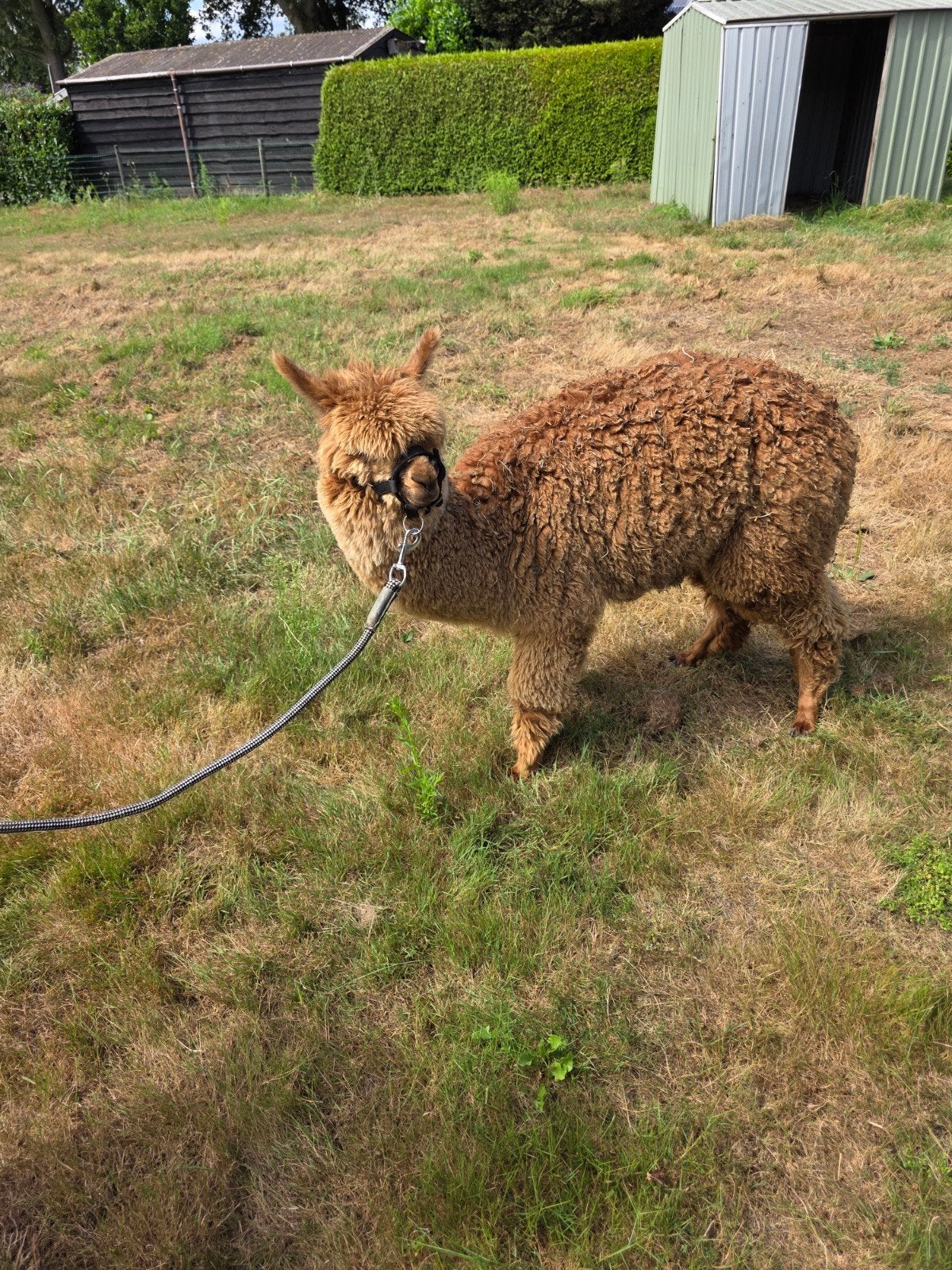 alpaca merrie en hengst te koop, Meerdere dieren, Overige soorten