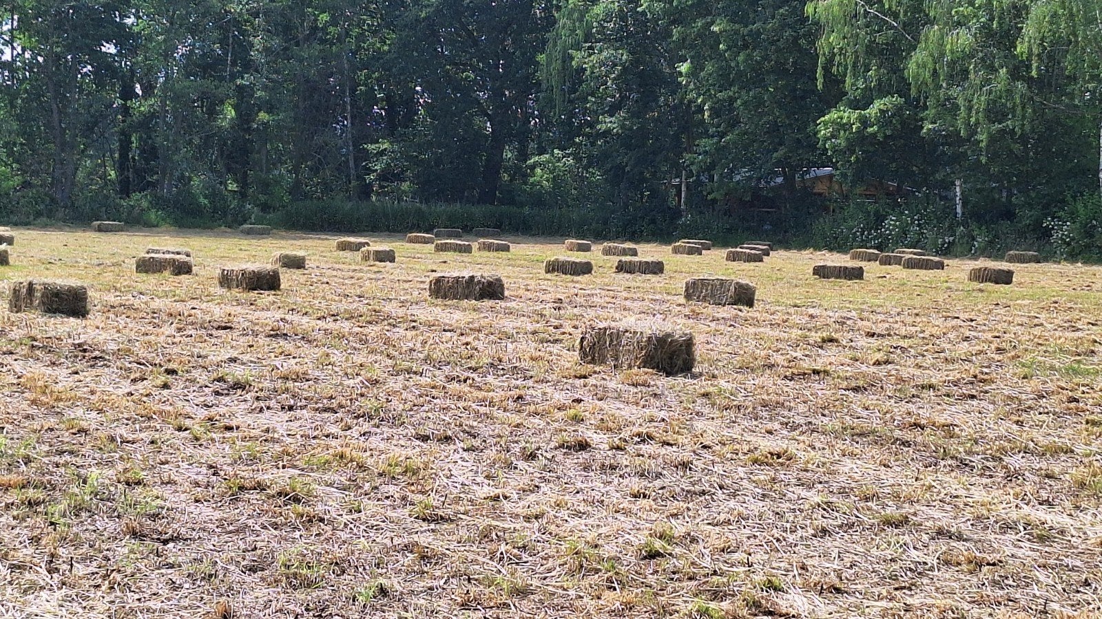 Vers geperst hooi, Ophalen, Vee