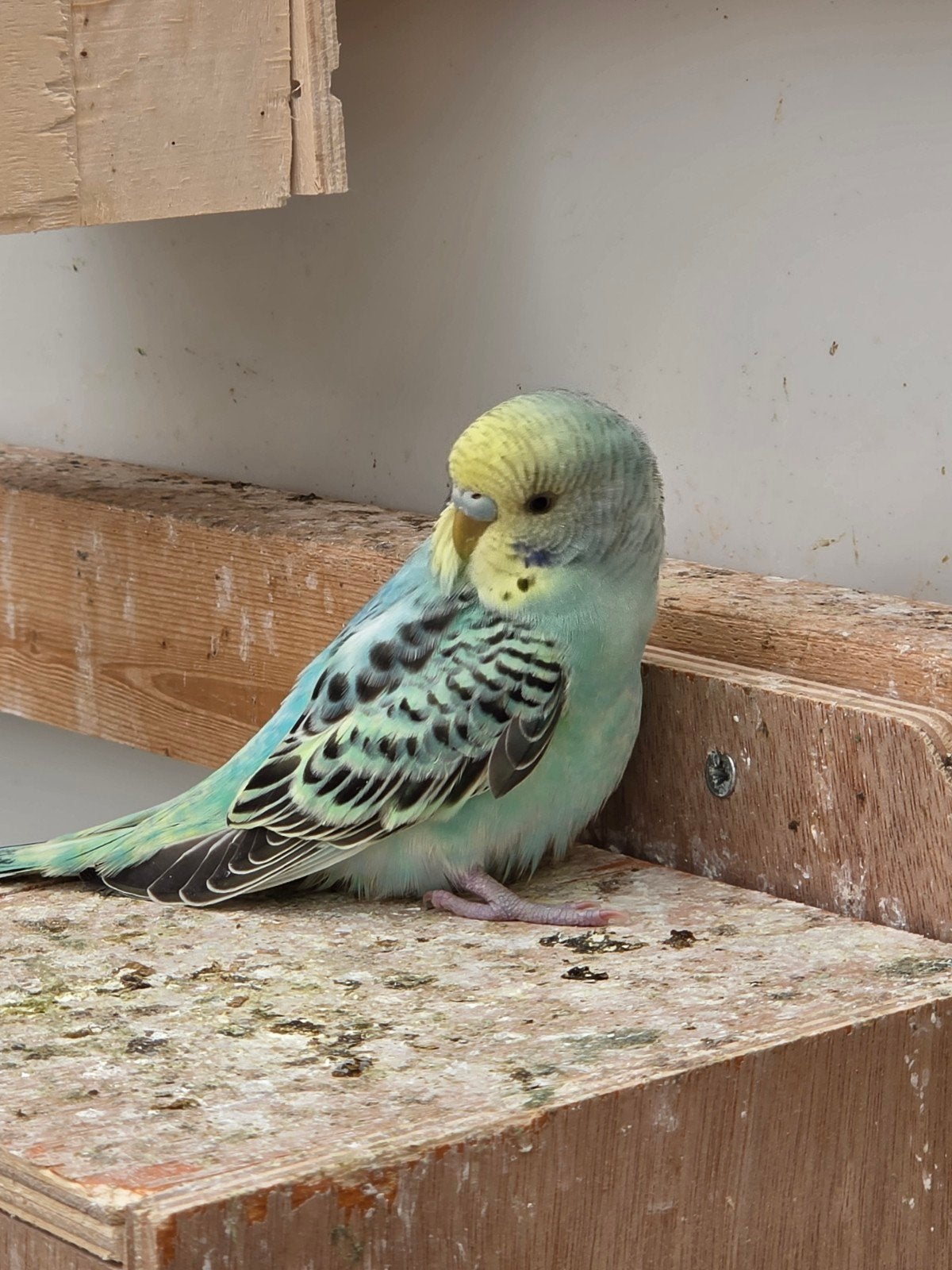 Grasparkieten, Dieren en Toebehoren, Vogels | Parkieten en Papegaaien
