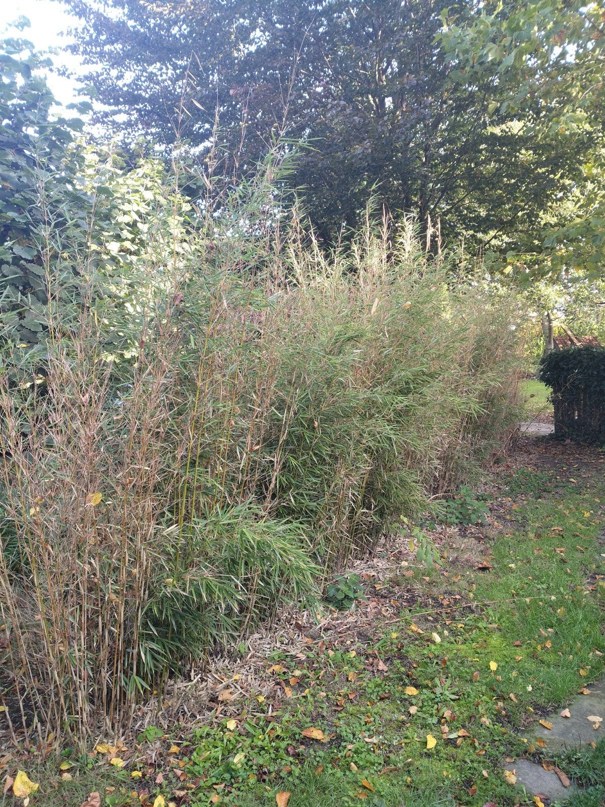 Niet-woekerende Fargesia Robusta Campbell bamboe, Tuin en Terras, Ophalen, Vaste plant, Siergrassen, Bloeit niet