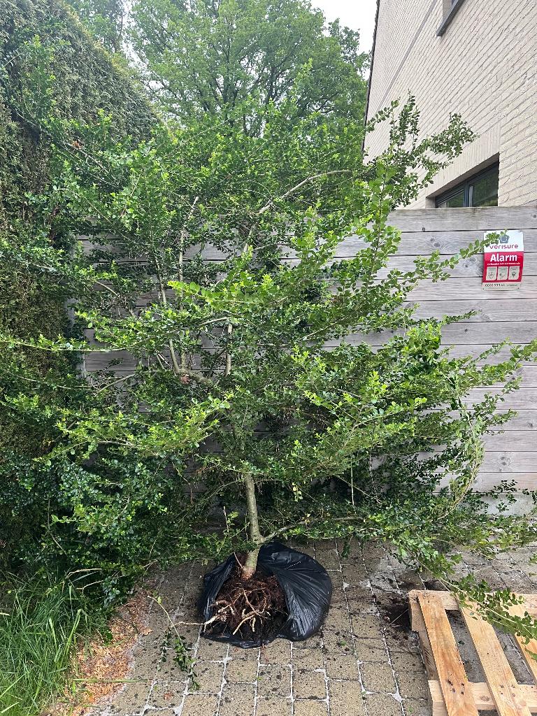 Ilex crenata 2x2,5m, Tuin en Terras, Ophalen, Overige soorten, 250 cm of meer