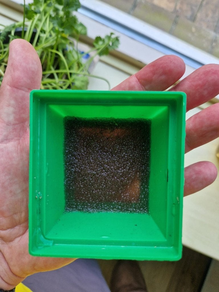 Guppen, Xenotoca's, Planten, Garnalen, div. Levend voer, Dieren en Toebehoren, Vis, Zoetwatervis