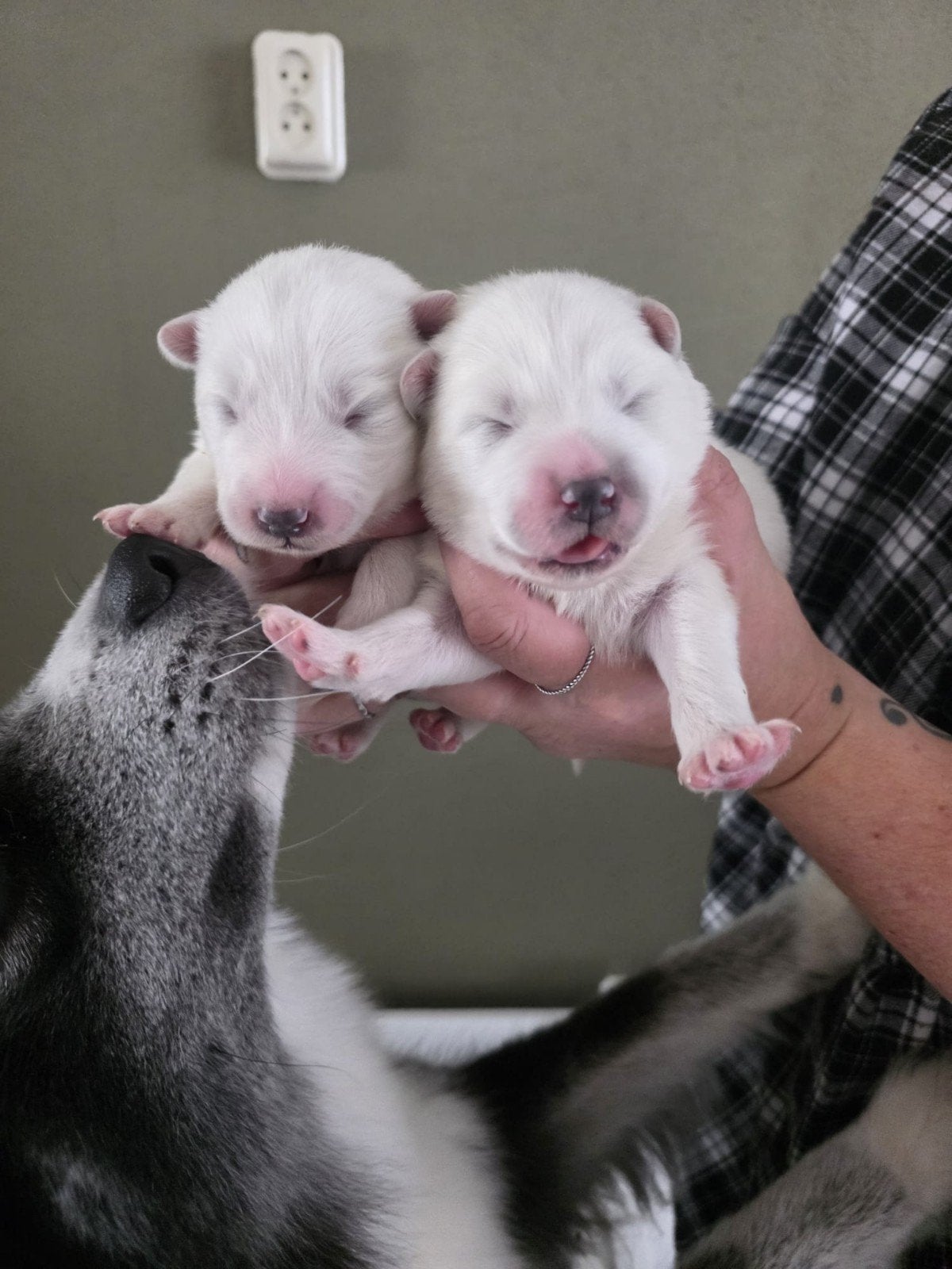 samojeed x pups, Dieren en Toebehoren, 8 tot 15 weken, Meerdere, Meerdere dieren, Nederland
