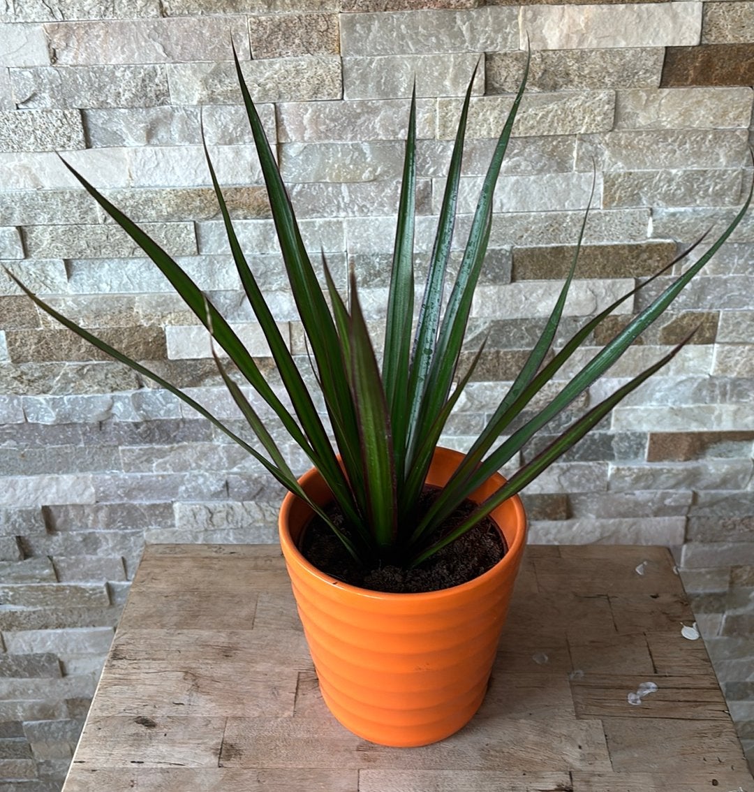 Dracena in pot, Overige soorten, In pot, Minder dan 100 cm, Groene kamerplant