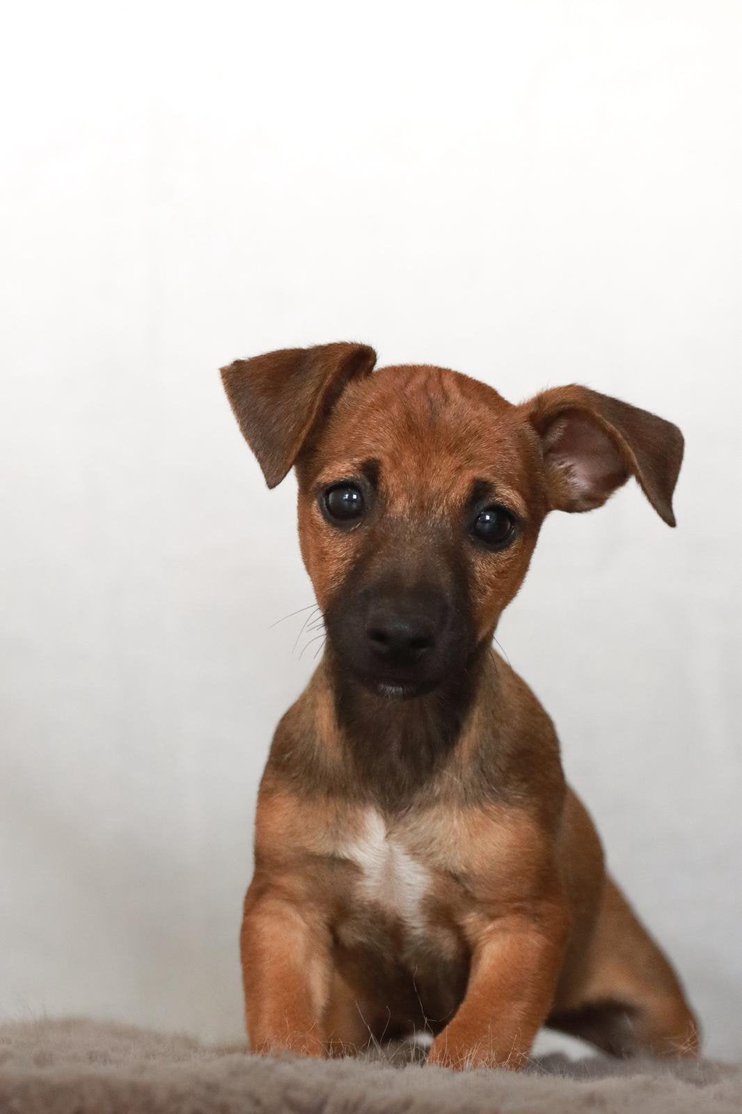 mooie jack russell pups, Dieren en Toebehoren, Jack Russell Terriër, 8 tot 15 weken, Parvo, Meerdere