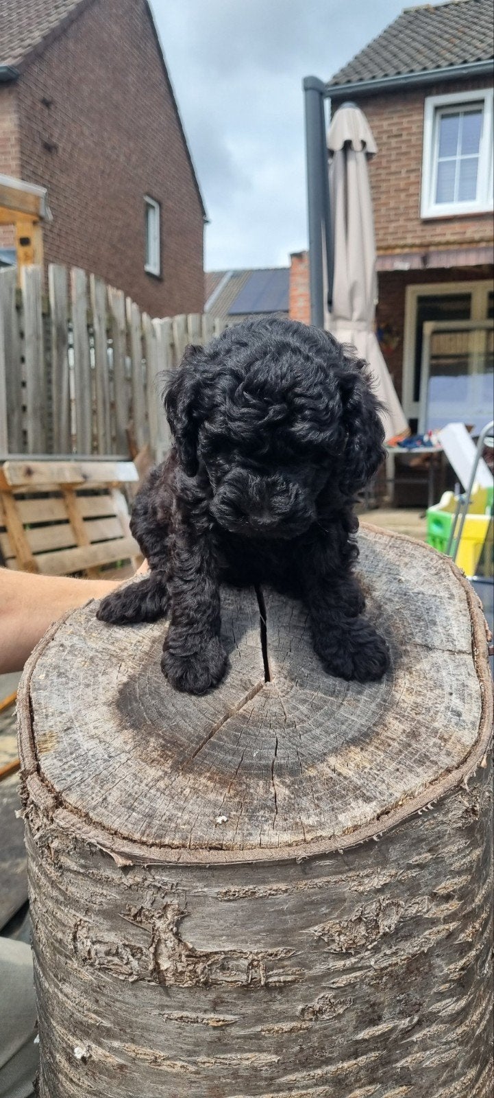 Labradoodle minni/medium, Overige rassen, Meerdere, Meerdere dieren, Nederland