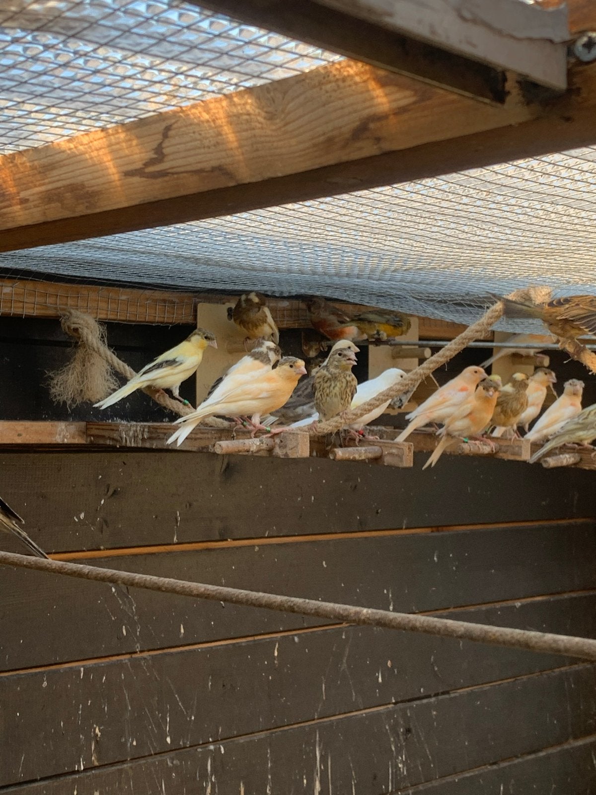 Kanaries te Koop, Dieren en Toebehoren, Vogels | Kanaries, Meerdere dieren, Kleurkanarie