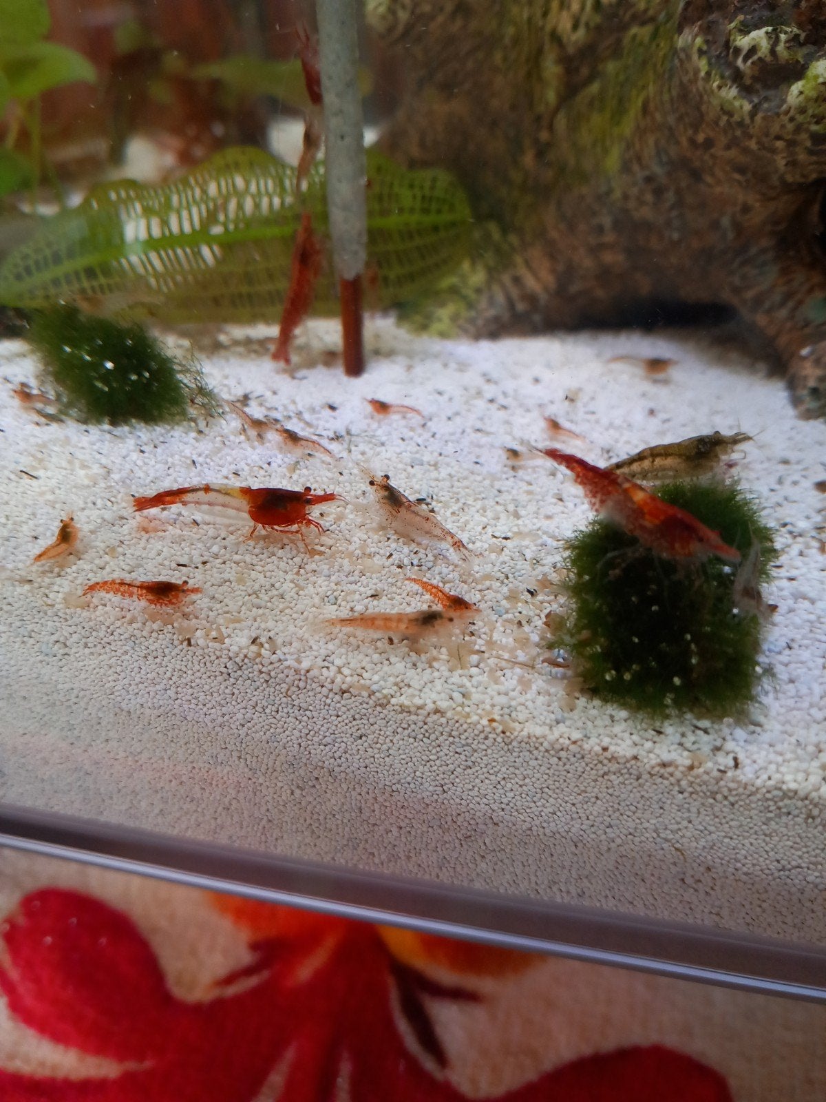 aquarium garnaaltjes mix, Kreeft, Krab of Garnaal, Zoetwatervis, Schoolvis
