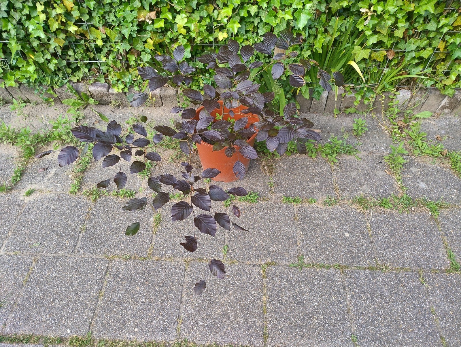 Rode beuk, Ophalen of Verzenden, Volle zon, Overige soorten