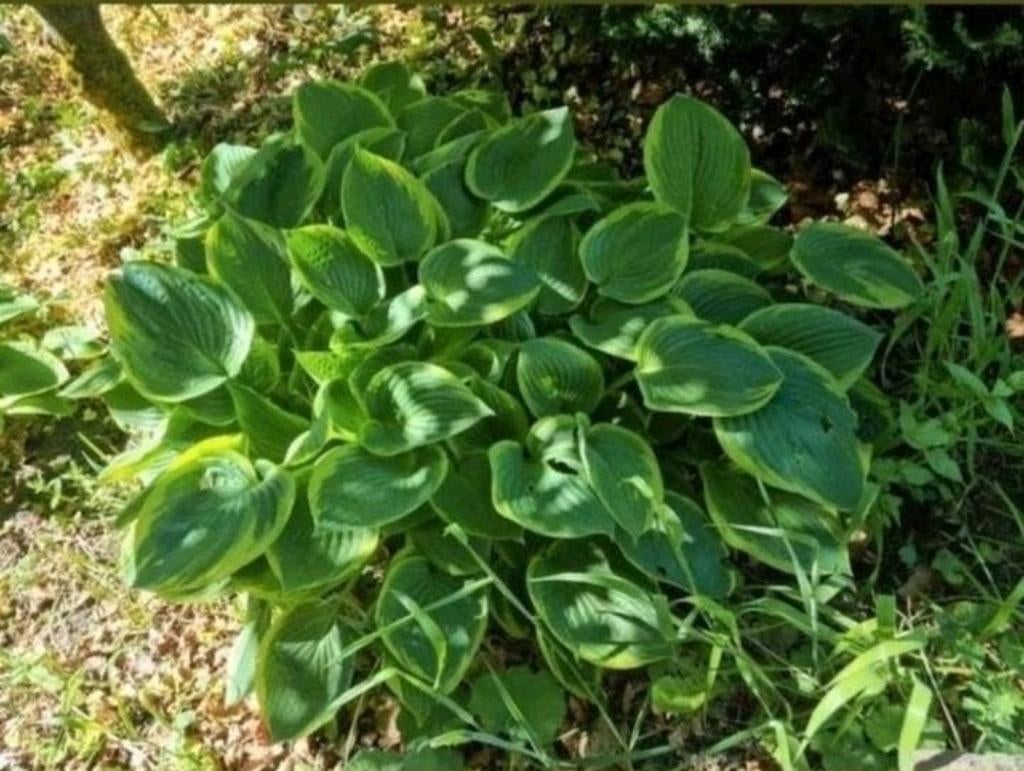 planttijd! Sedum hortentia hemelsleutel schoenlapper enz, Tuin en Terras, Planten | Tuinplanten, Ophalen, Bodembedekkers, Volle zon