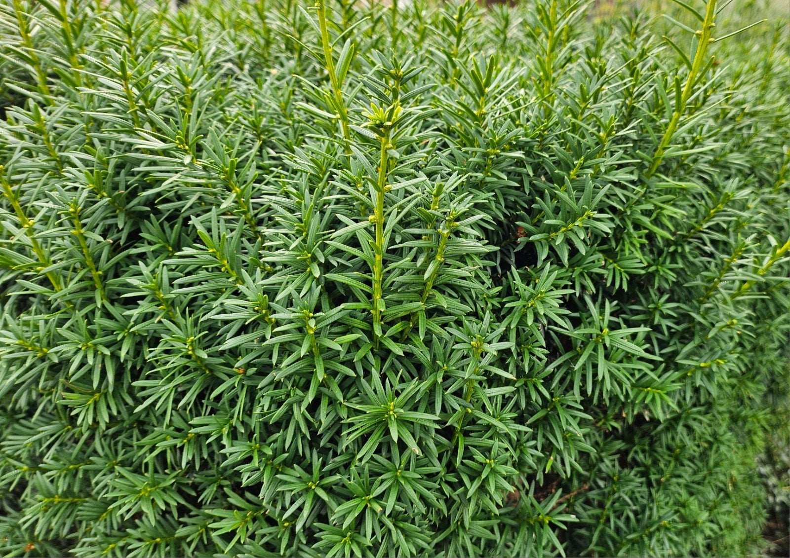 Taxus haag / heg 12 meter lang, 140cm hoog, 60-70 cm breed, Ophalen, Taxus, Haag, 100 tot 250 cm