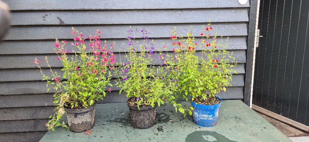Salvia Microphylla in soorten, Tuin en Terras, Planten | Struiken en Hagen, Ophalen, Overige soorten, Struik, Minder dan 100 cm