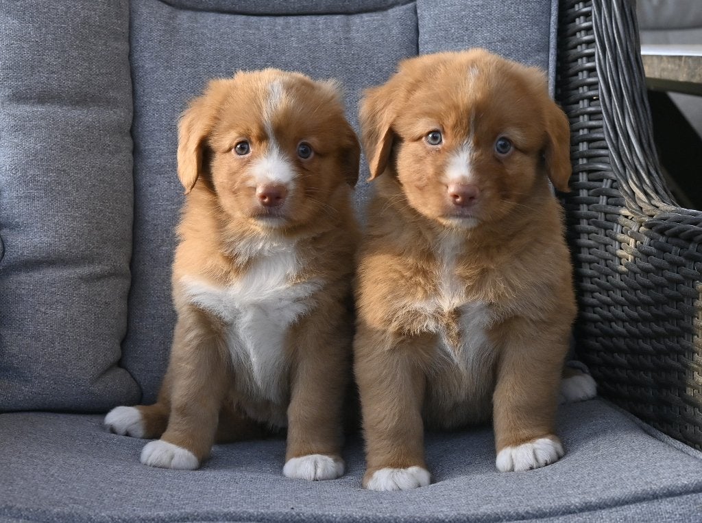 Nova Scotia Duck Tolling Retriever pups # Toller pups, Parvo, Nederland, Overige rassen, 8 tot 15 weken