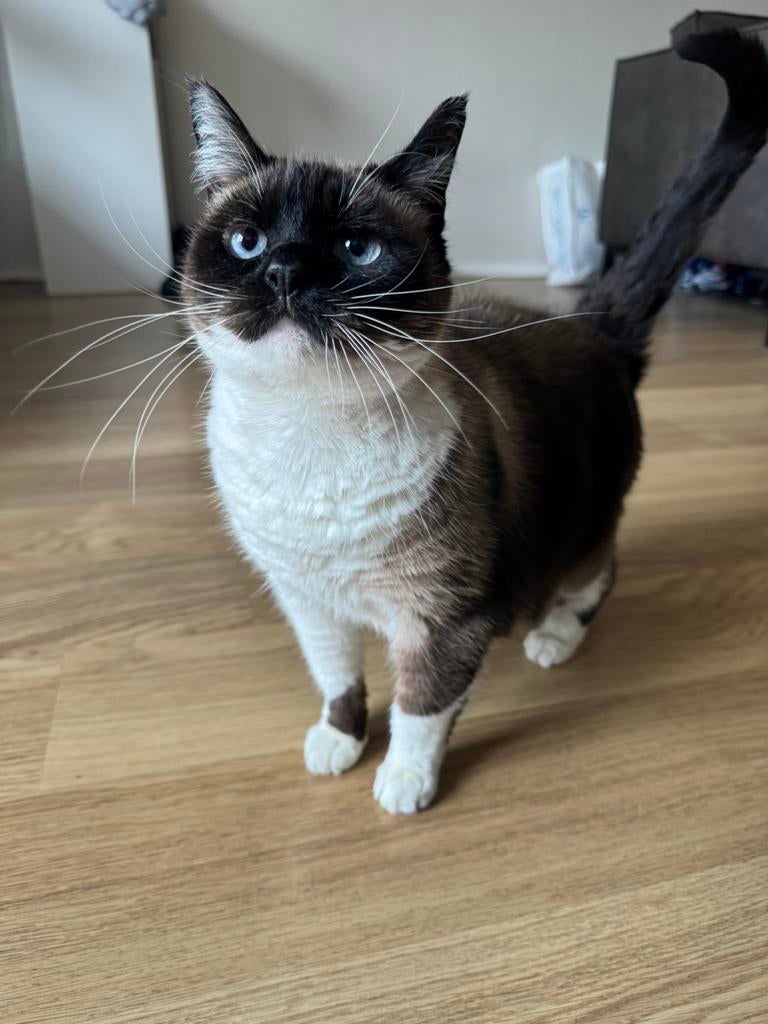 Ter adoptie aangeboden, Dieren en Toebehoren, Ophalen of Verzenden, Kat