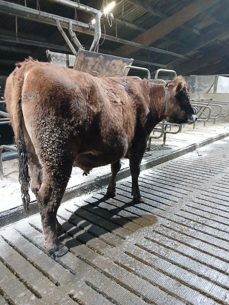 Rundvlees, vleesvee, biologisch, os, Ophalen