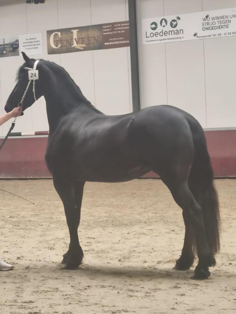 Friese merrie 4jarige Stb Ster, Merrie, Met stamboom, 3 tot 6 jaar, 160 tot 165 cm