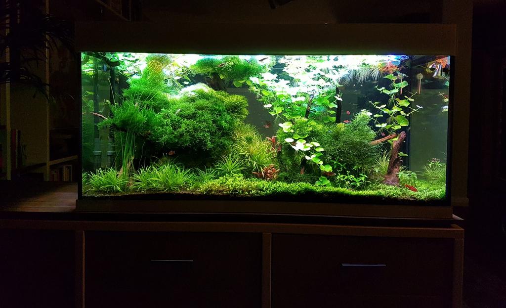 Aquarium doorzicht 360 liter compleet, Dieren en Toebehoren, Ophalen, Zo goed als nieuw, Leeg aquarium