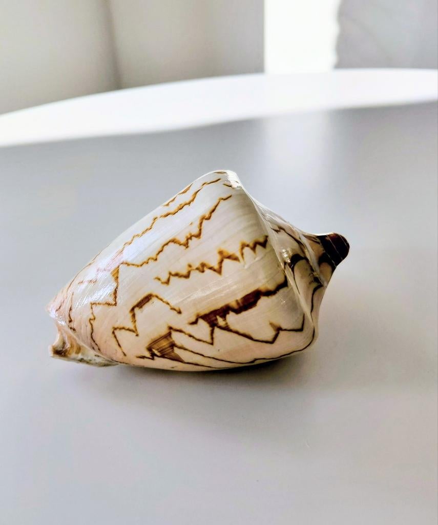 Cymbiola Nobilus Schelp, Ophalen of Verzenden, Zo goed als nieuw