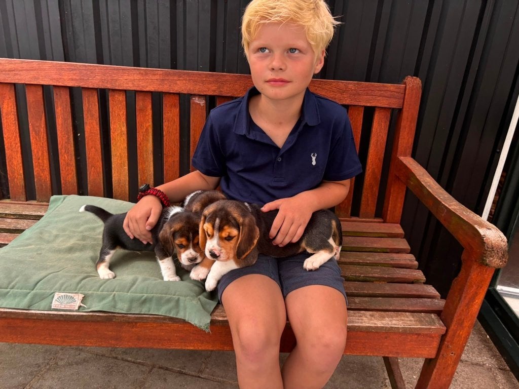 Prachtige Beagle Pups aangeboden, Beagle, 8 tot 15 weken, Parvo, Meerdere