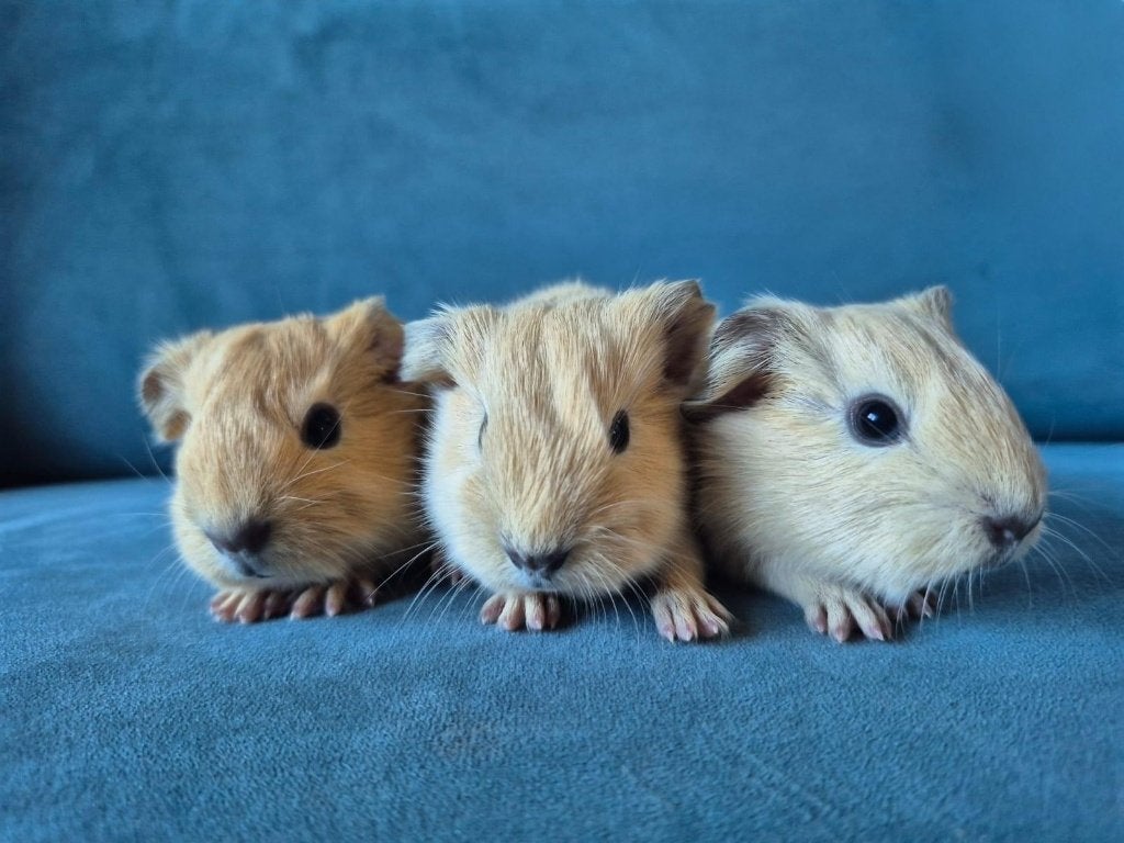 Drie baby cavia's créme, Dieren en Toebehoren, Augustus, Meerdere dieren, Cavia