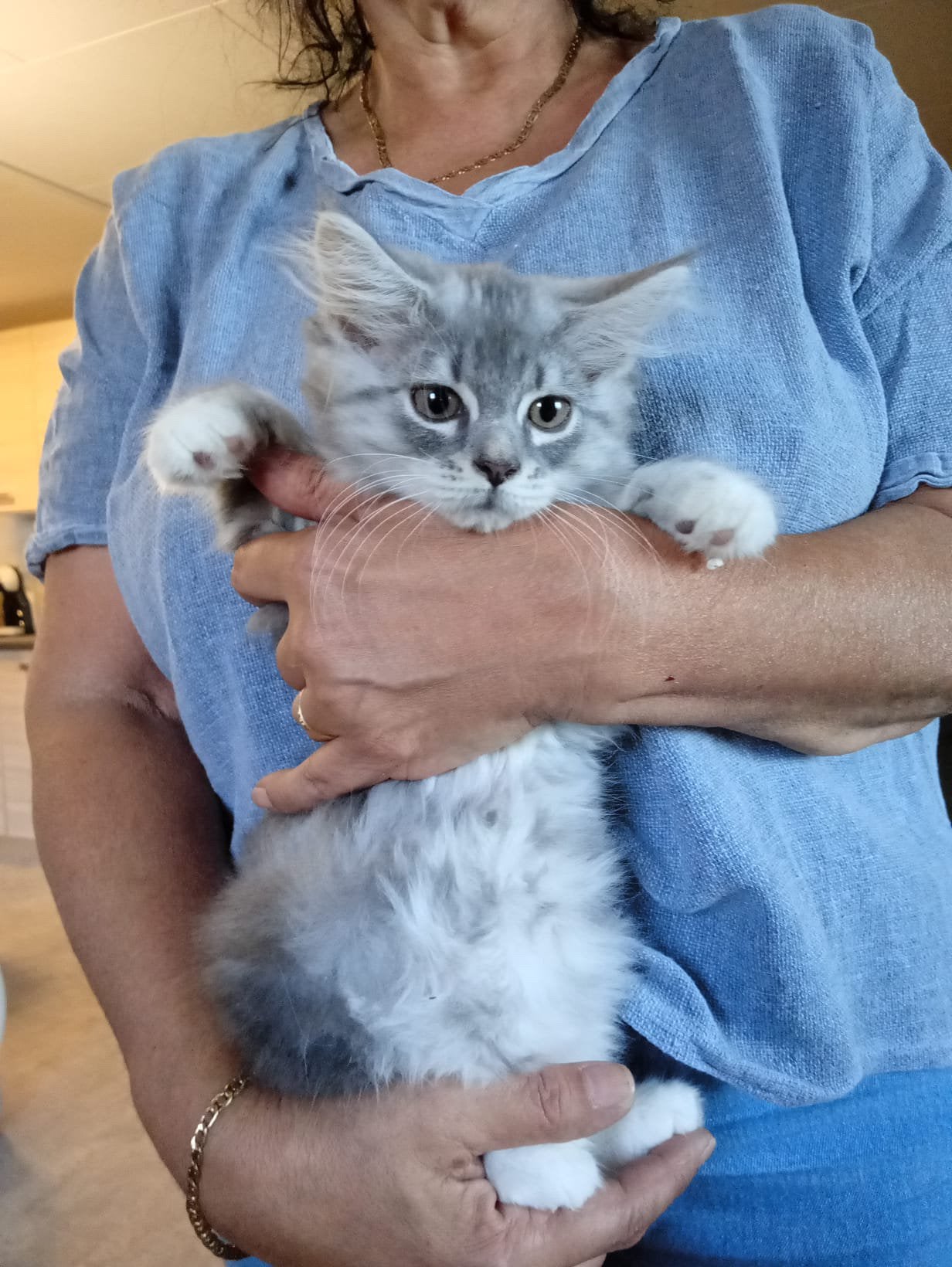 Mooie Maine Coon kittens, Dieren en Toebehoren, Kater, Gechipt, 0 tot 2 jaar