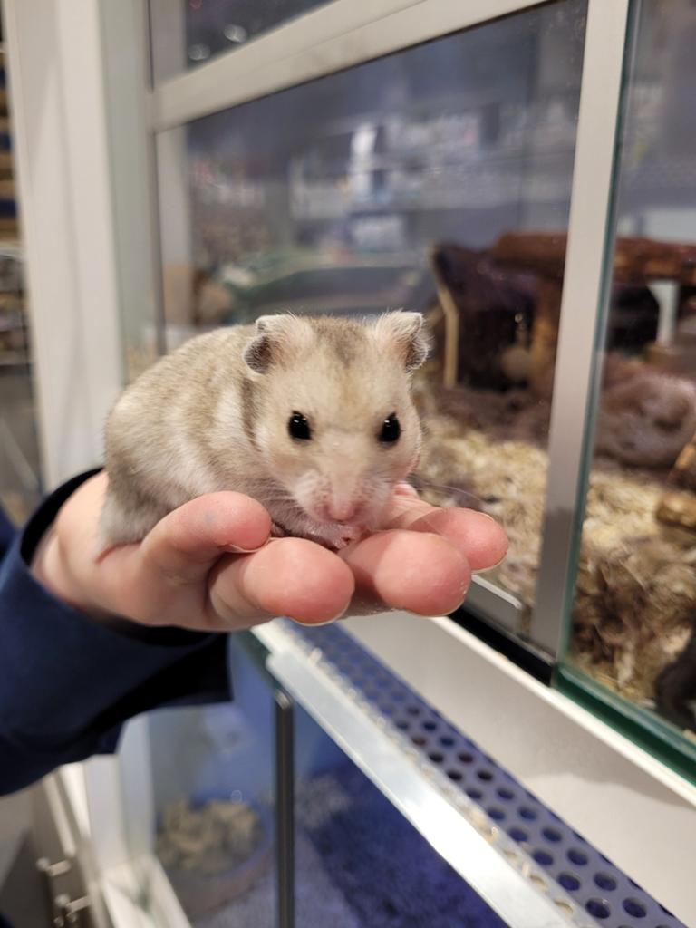Syriche hamsters super lief en super tam, Hamster, Maart, Meerdere dieren, Tam