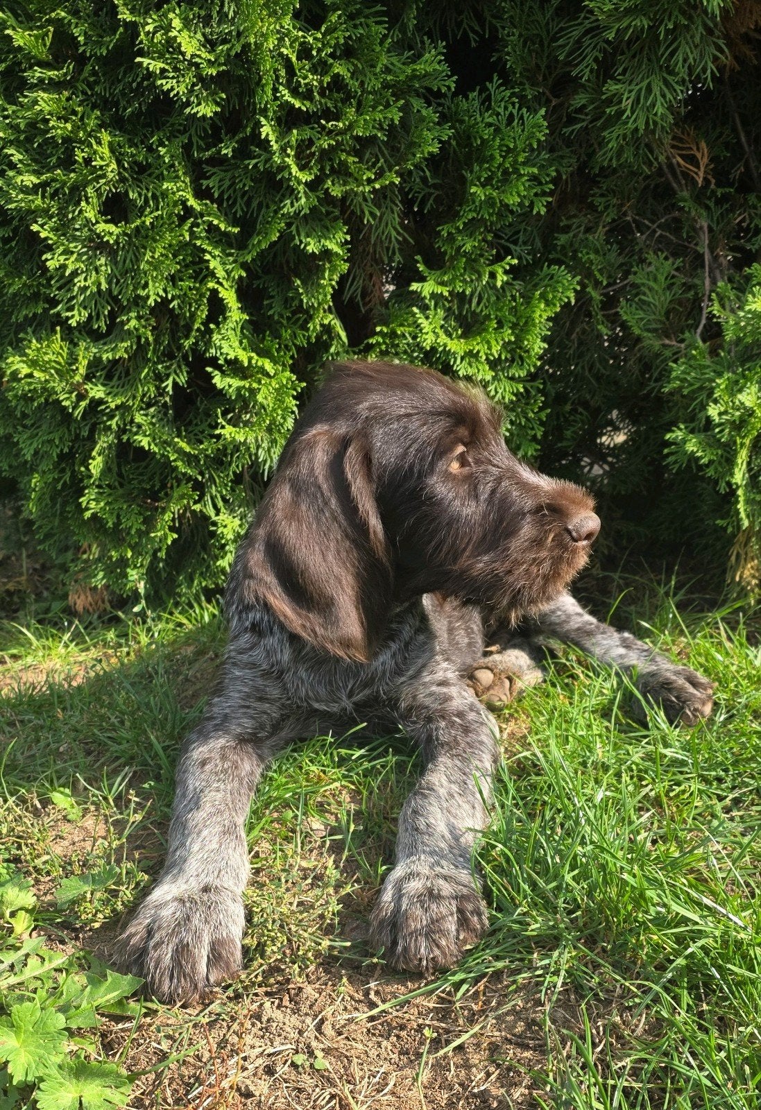 Duitse staande draadhaar pups met stamboom FCI, Duitse Staande hond, Reu, CDV (hondenziekte), 8 tot 15 weken
