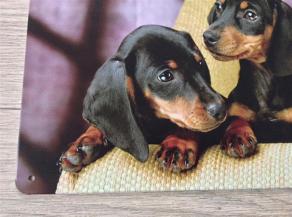 Dachshund Puppy\'s Teckel Metalen Wandbord Poster, Verzenden, Nieuw