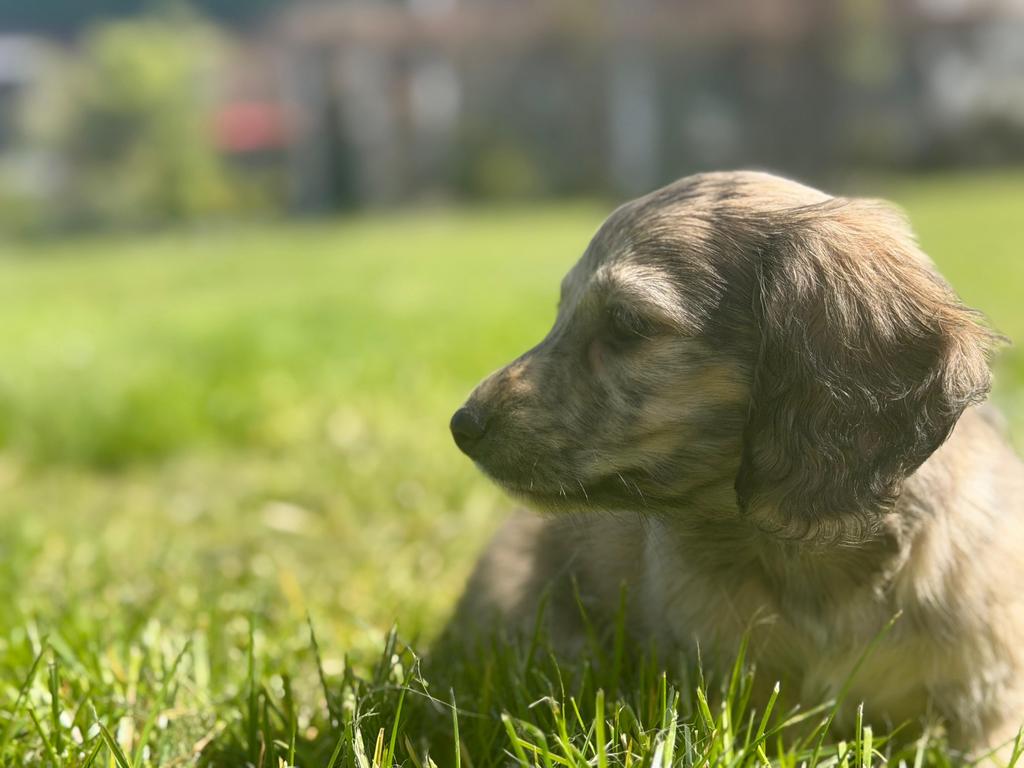 PRACHTIGE BRINDLE CREAM EN BLACK AND CREAM KANINCHEN PUPS!🐾, Dieren en Toebehoren, Honden | Teckels en Dashonden, Kaninchen, Parvo
