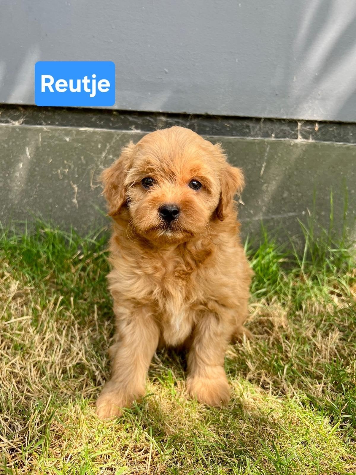 Mooie Boomer x Toypoedel pups (Boompoo), Parvo, Overige rassen, 8 tot 15 weken, Meerdere