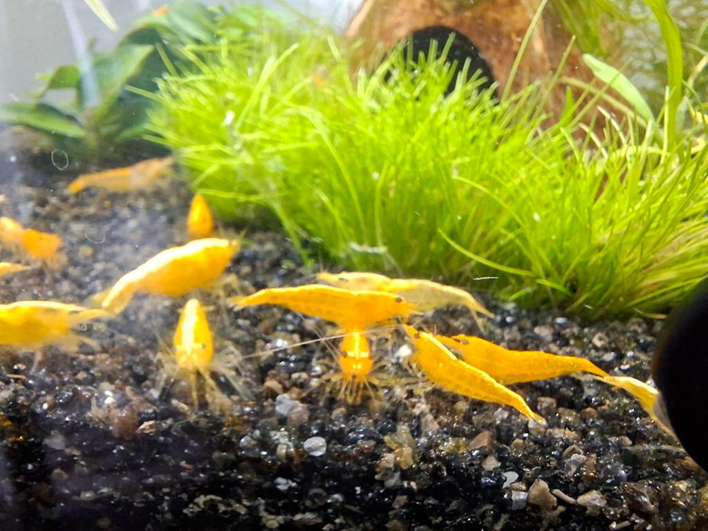 Jonge/Baby Gele/Citroen Garnalen, Dieren en Toebehoren, Vissen | Aquariumvissen, Kreeft, Krab of Garnaal, Zoetwatervis, Schoolvis